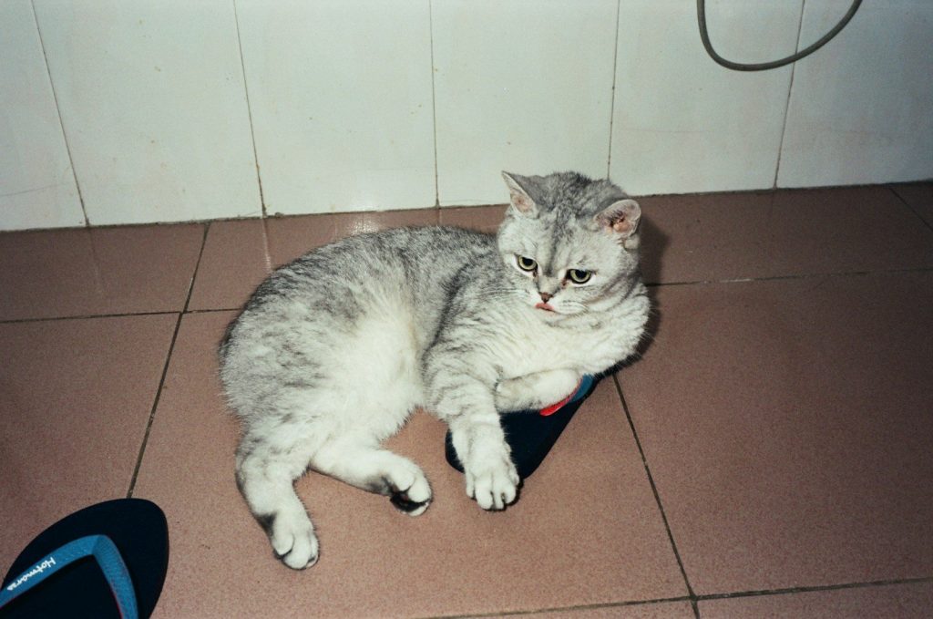 A silver tabby cat lies on a blue slipper.