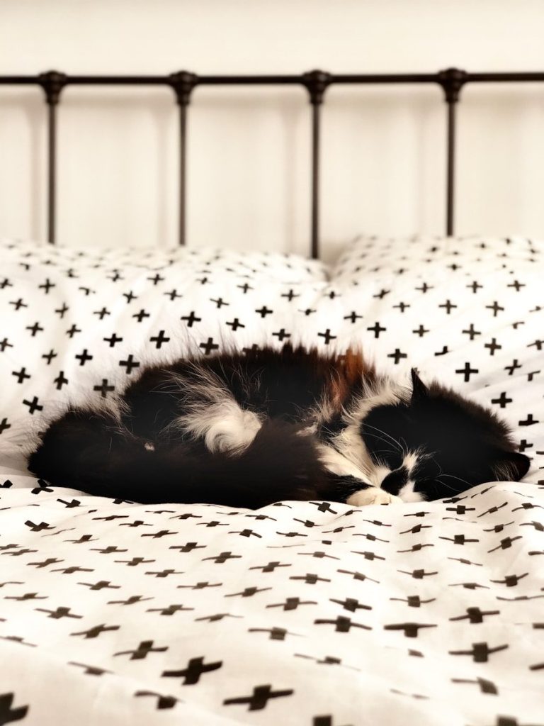 black and white cat lying on white and black polka dot textile