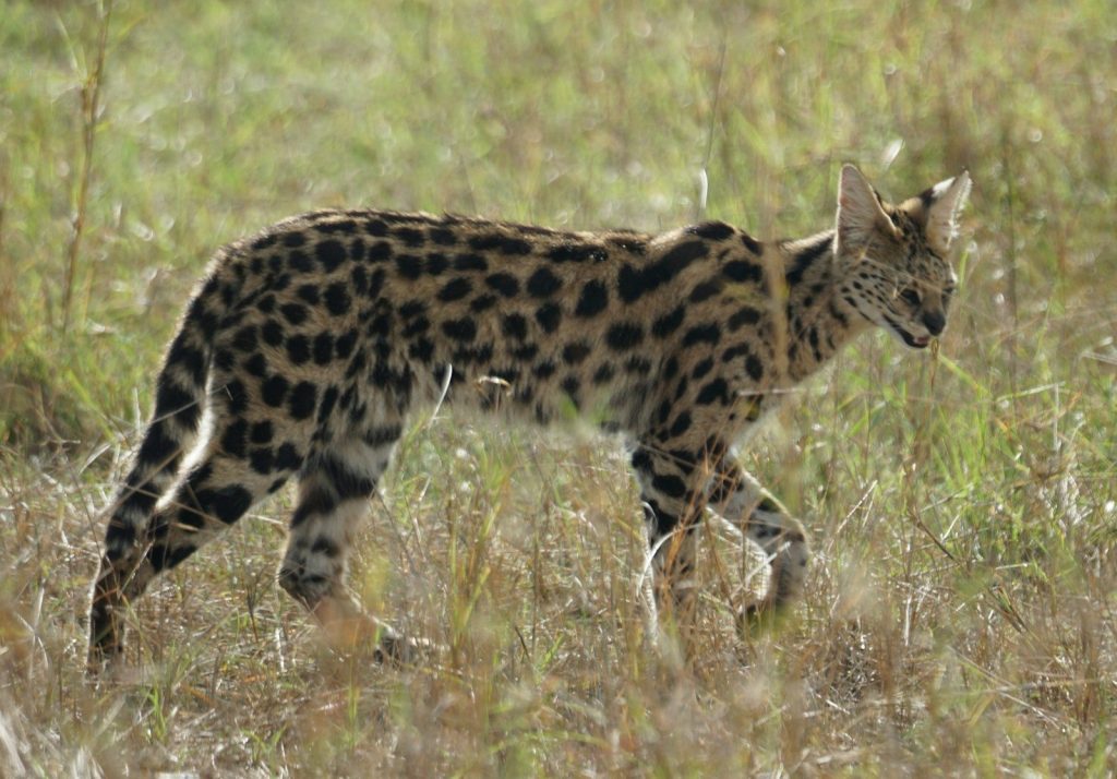 a cheetah walking in the wild