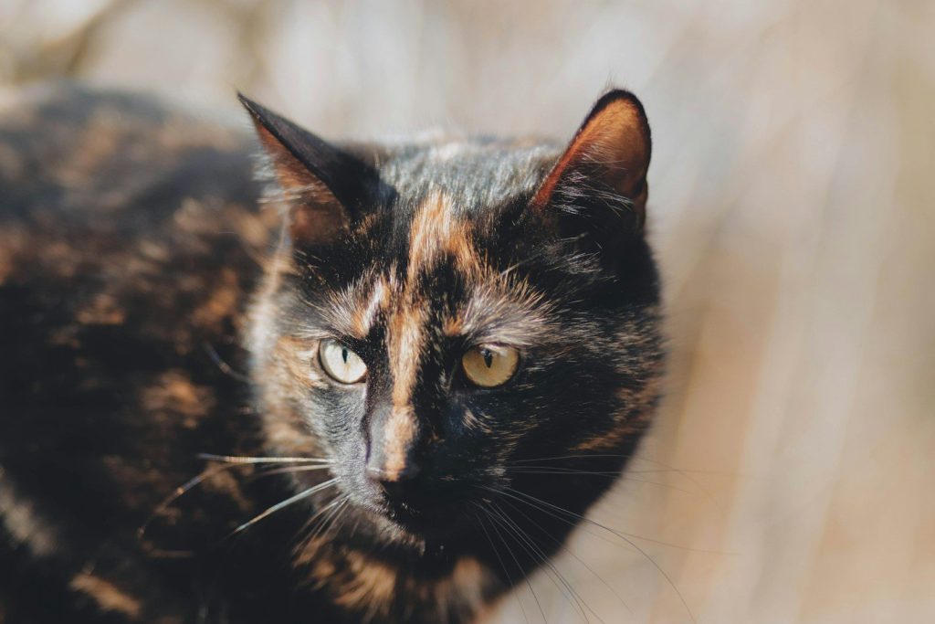 black and brown cat in close up photography