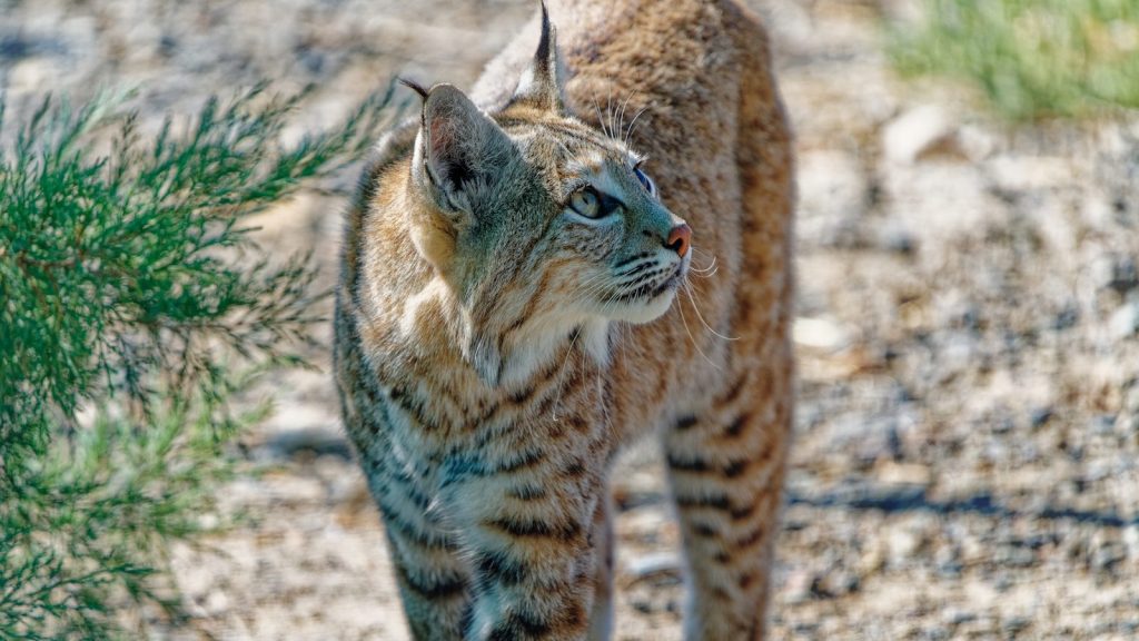 A bobcat stands alertly in a dry, brushy environment.