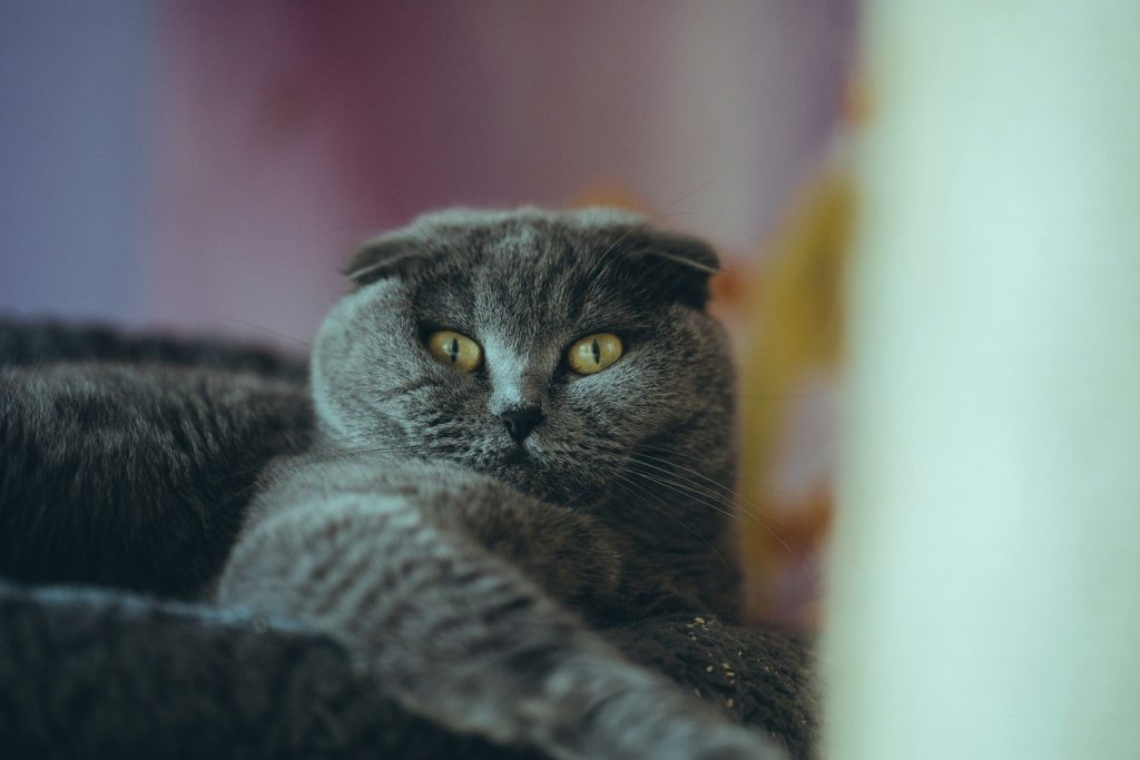 a gray cat laying on top of a bed