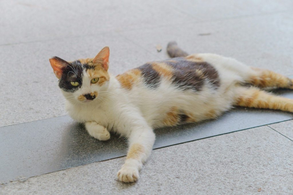 A calico cat lies on a tiled surface.