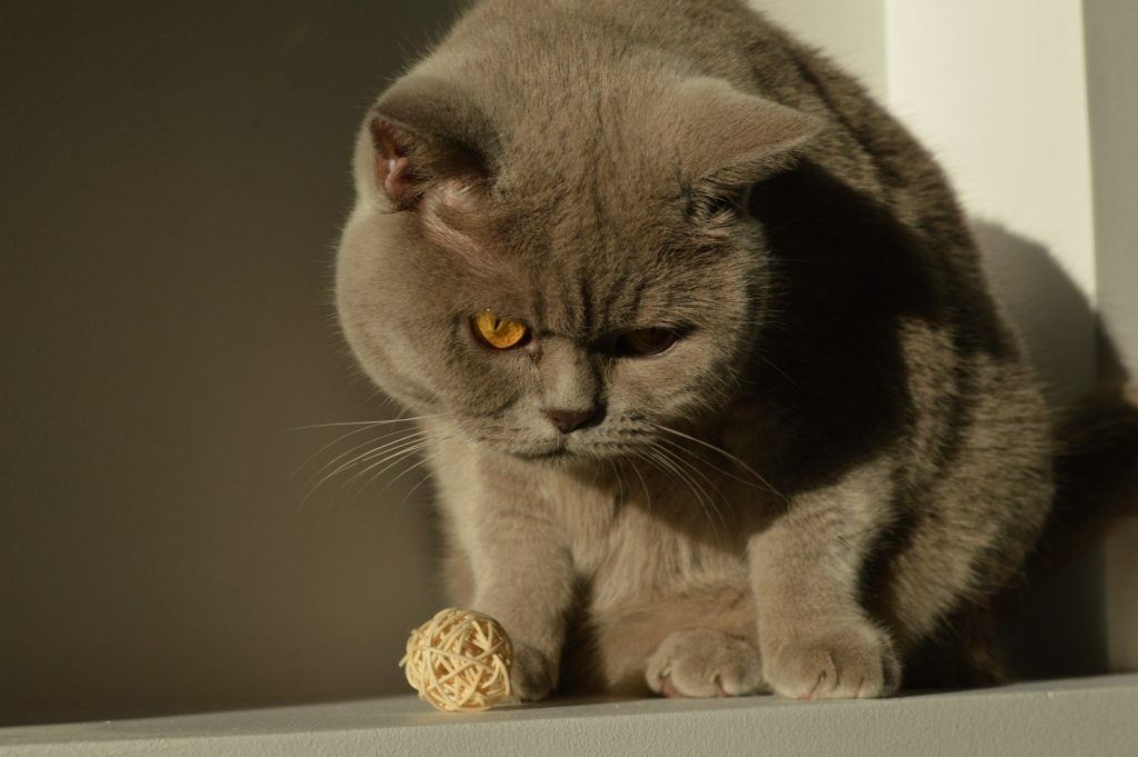 A fluffy grey cat looks down at a small ball.