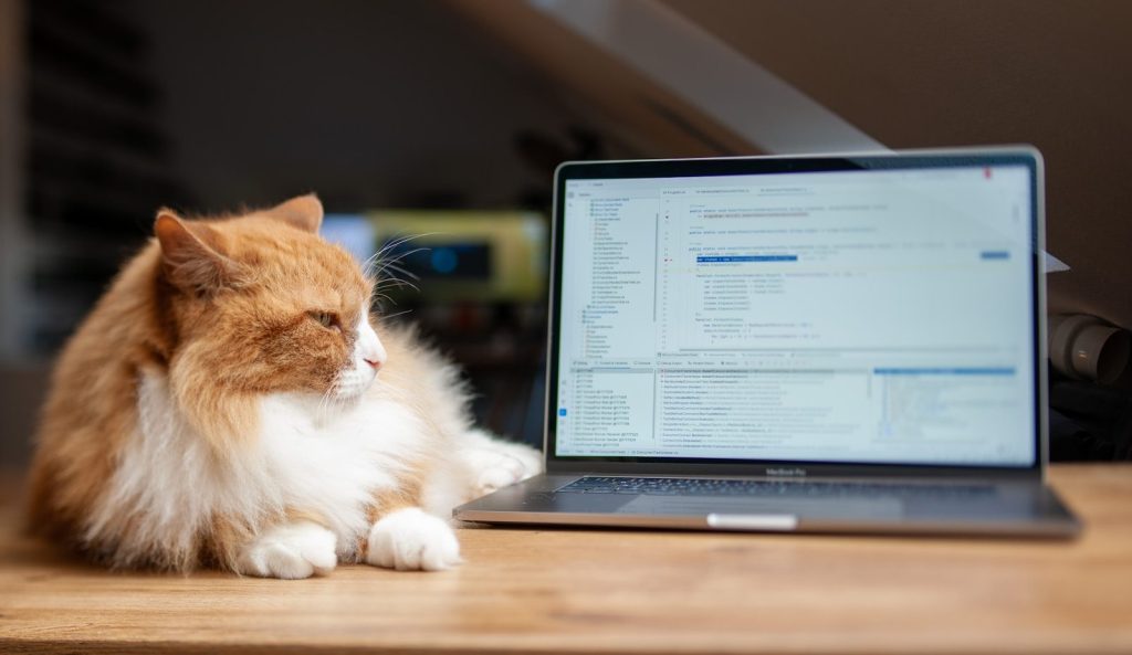 A fluffy orange cat lies next to a laptop.