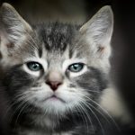 a small gray and white kitten with blue eyes