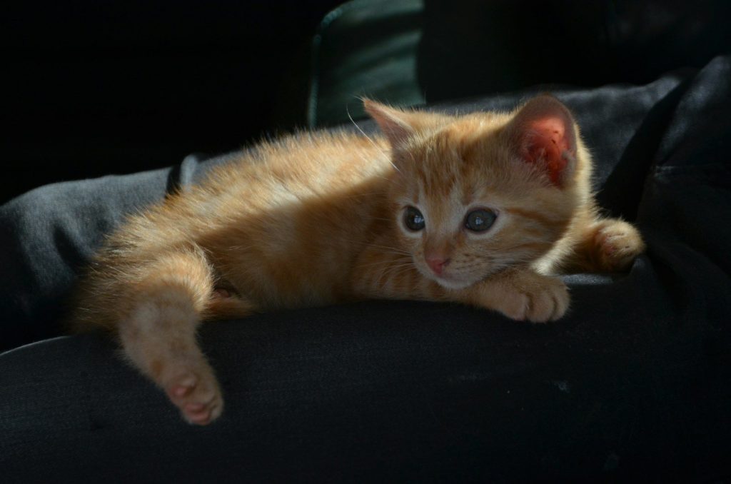 a cat lying on a couch