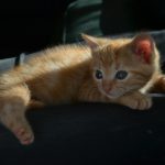 a cat lying on a couch