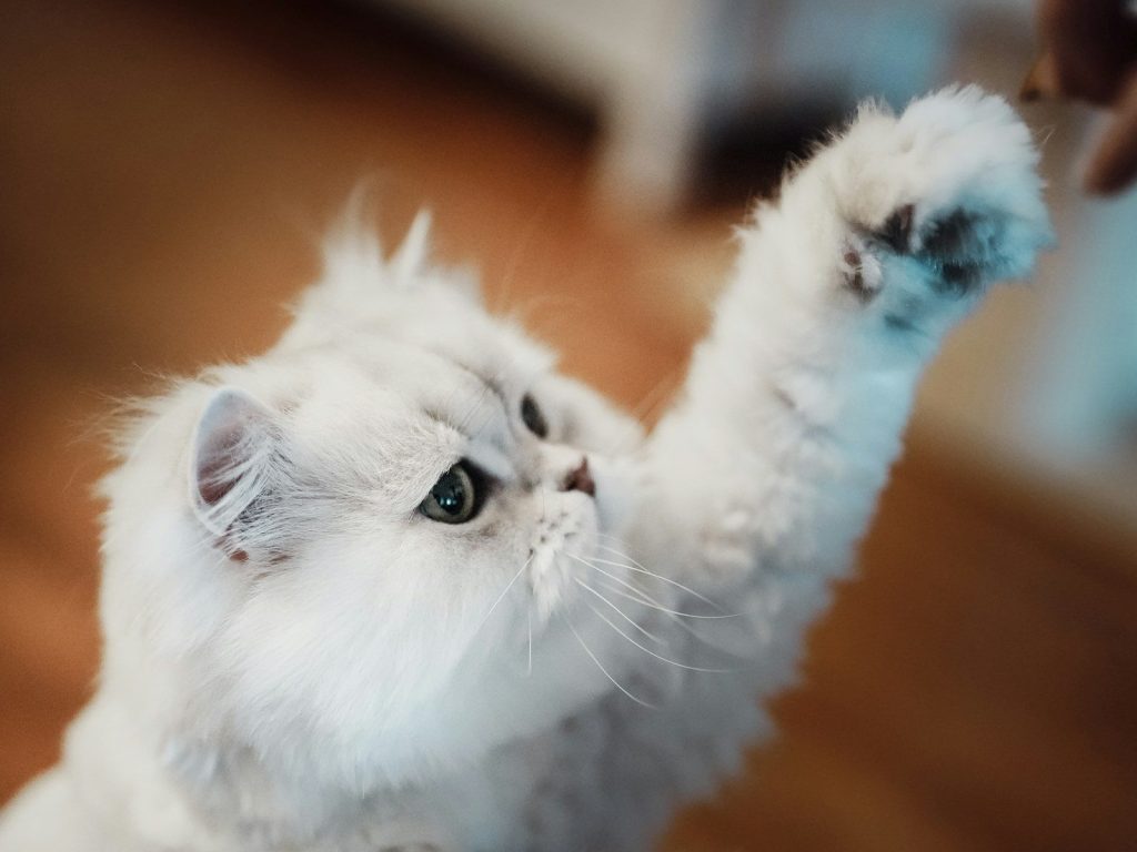A fluffy white cat reaches for a treat.