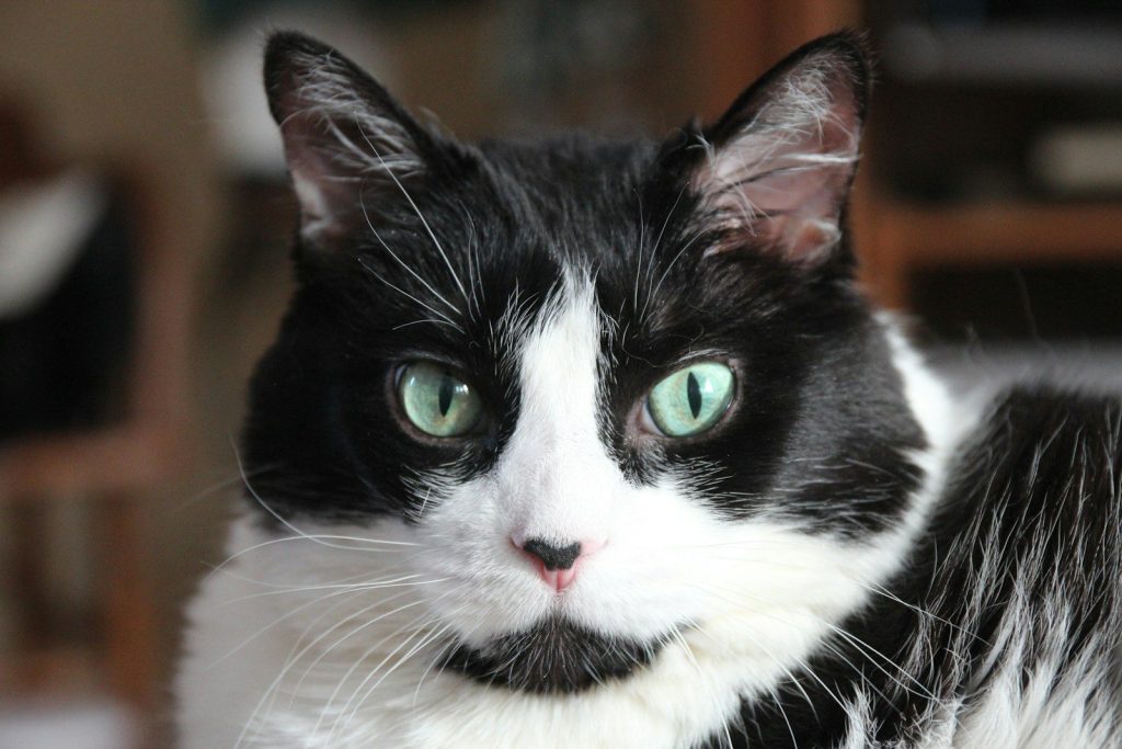 a black and white cat with green eyes