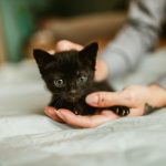 black kitten on persons hand