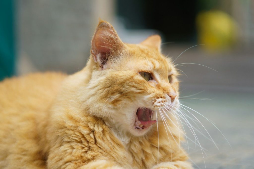 an orange cat yawns while laying on the ground