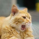 an orange cat yawns while laying on the ground