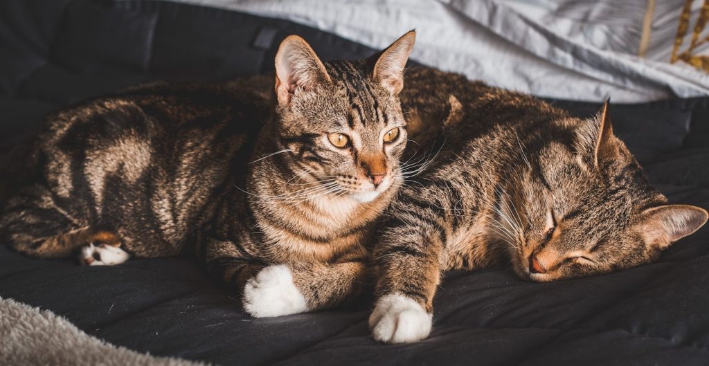 brown tabby cat lying on white textile
