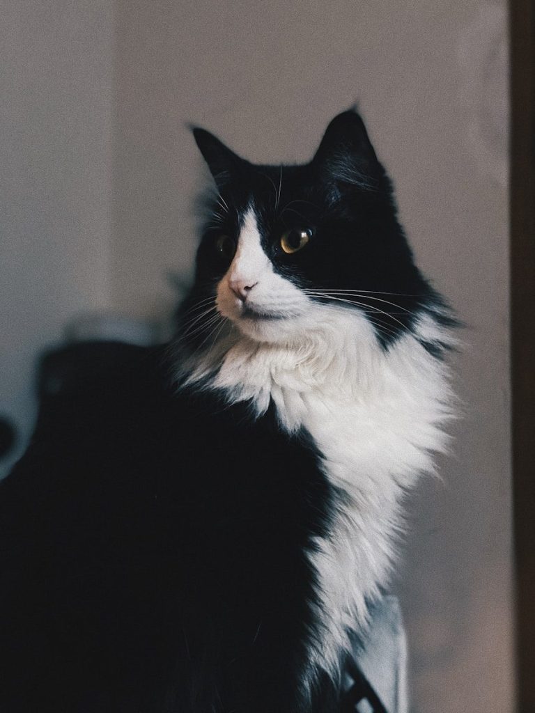 a black and white cat sitting on top of a table