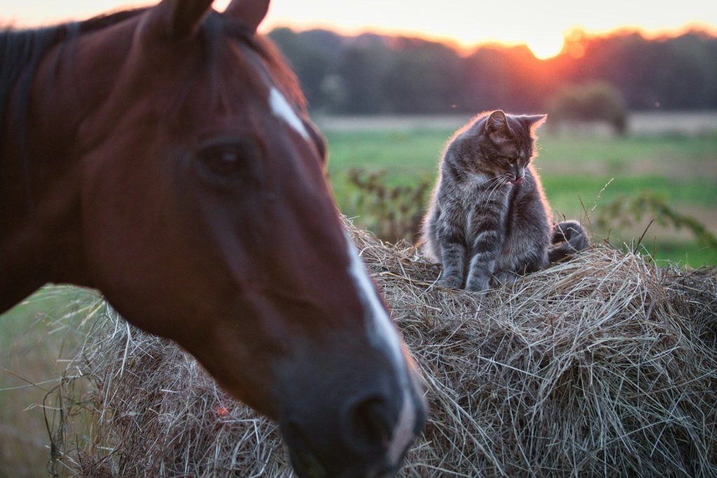 a horse and a pig in a field