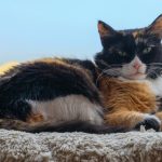 A calico cat rests on a fluffy blanket.
