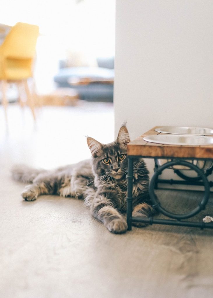 brown tabby cat on table