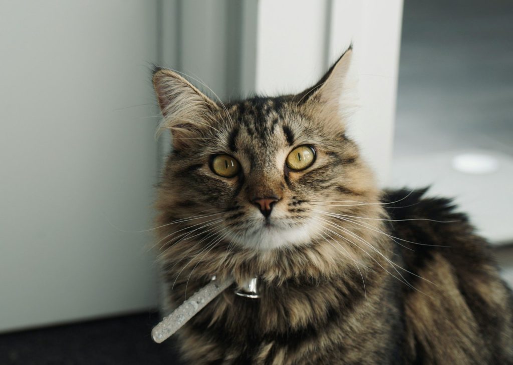 A fluffy tabby cat looks directly at the camera.