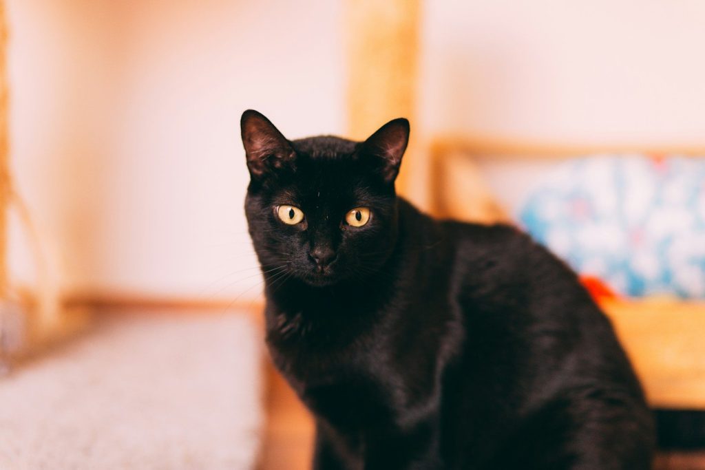 black cat on white floor