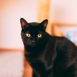 black cat on white floor