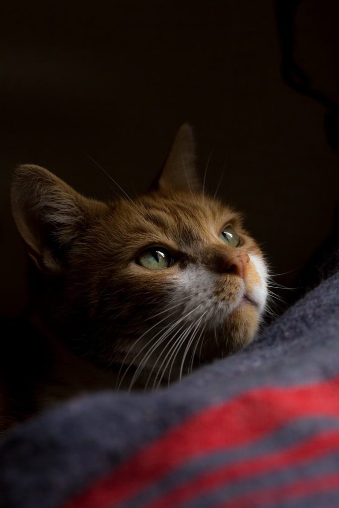 brown tabby cat on blue textile