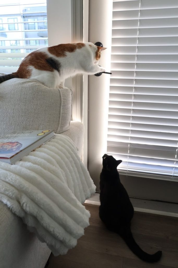 Two cats looking out a window