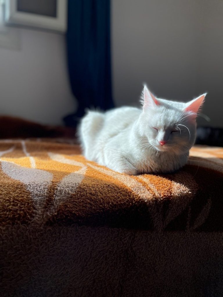 a white cat laying on top of a bed