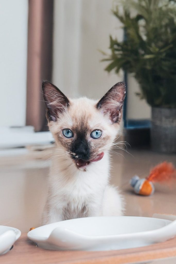 A siamese kitten stares intently at the camera.
