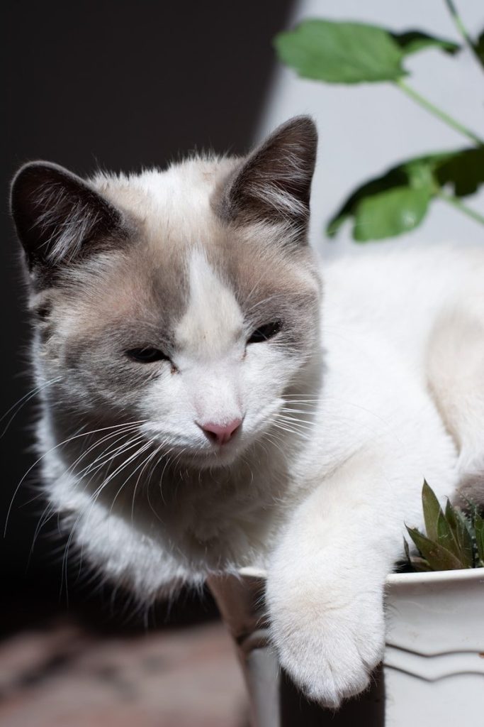 a cat with its paw on a plant