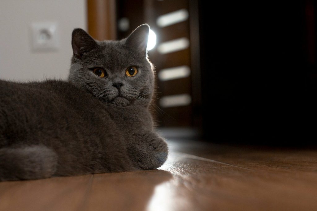 a gray cat laying on a wooden floor