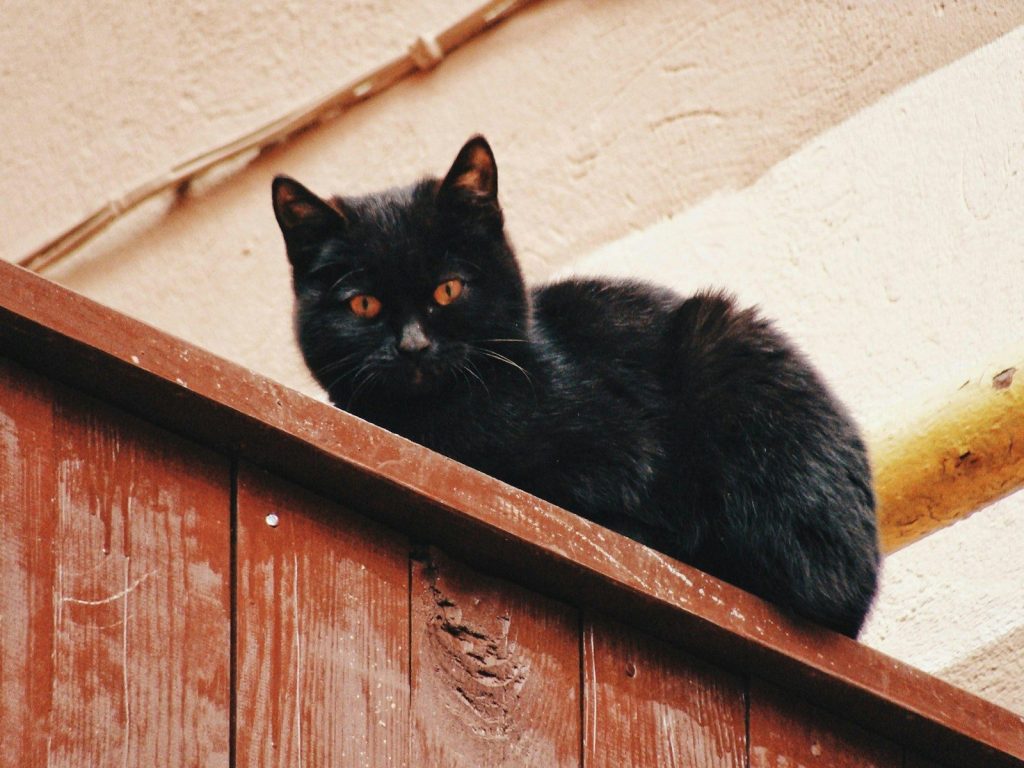 A black cat with orange eyes on a wooden surface