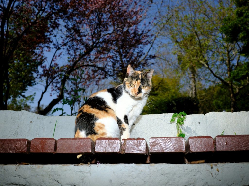 A calico cat sits on a wall outdoors.