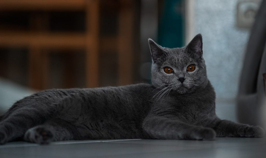a gray cat laying on the floor next to a chair