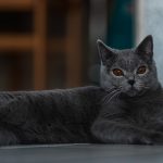 a gray cat laying on the floor next to a chair