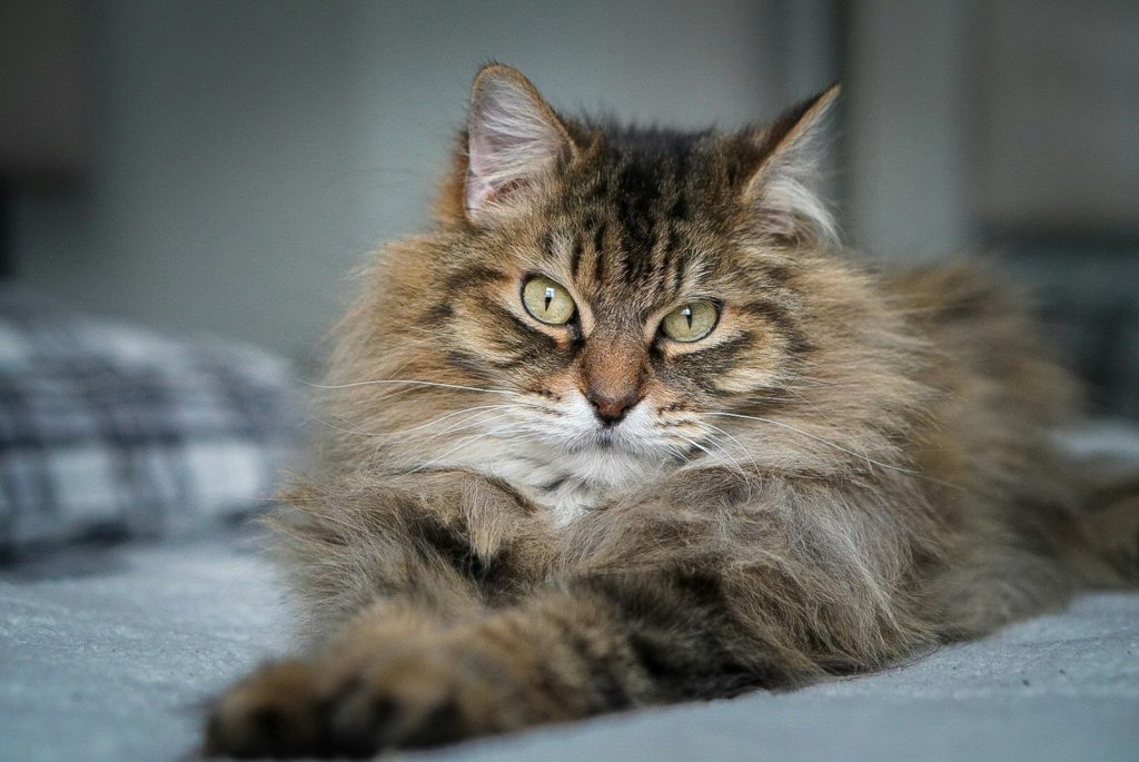 a long haired cat laying on a bed
