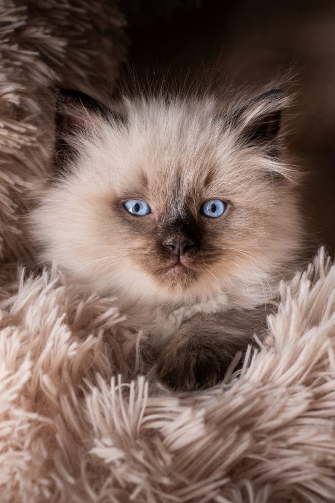 A cat with blue eyes sitting on a fluffy blanket