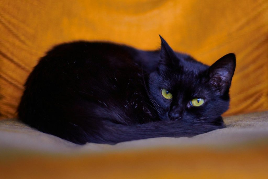 black cat lying on white textile