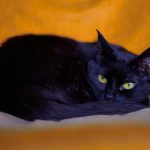 black cat lying on white textile