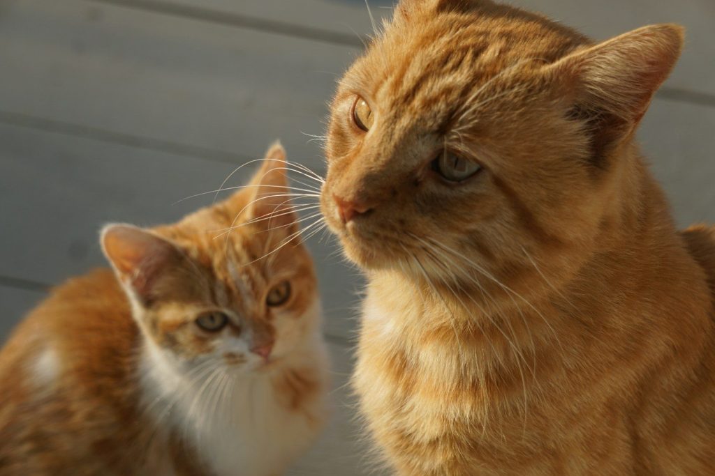 an orange and white cat sitting next to another orange and white cat