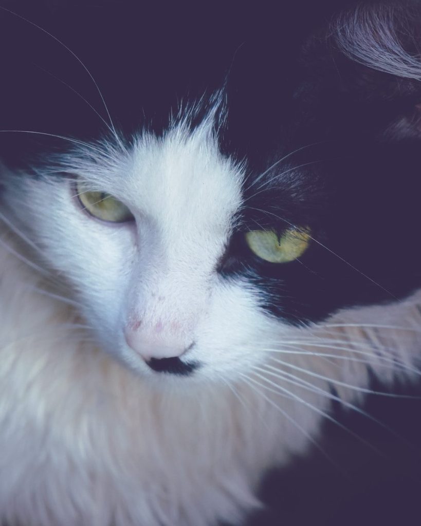 a black and white cat with yellow eyes