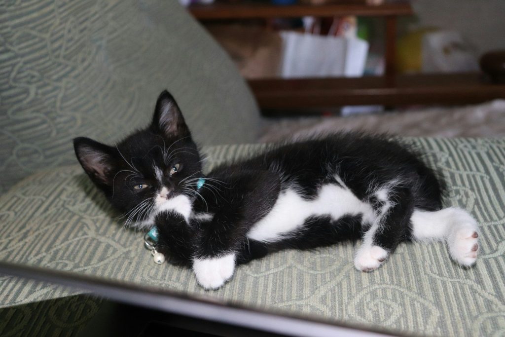 a black and white cat lying on a couch