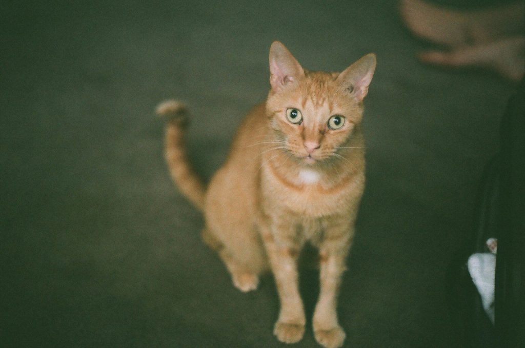 orange cat