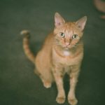orange cat