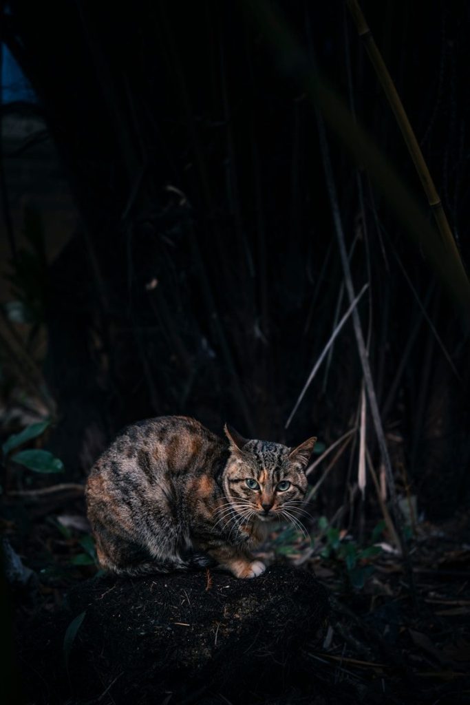 A tabby cat sits in a dark, leafy forest.