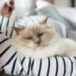 white and brown long fur cat on white and blue striped textile