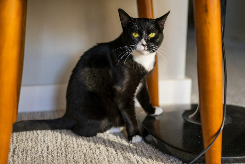 A black and white cat with green eyes sits.
