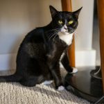 A black and white cat with green eyes sits.