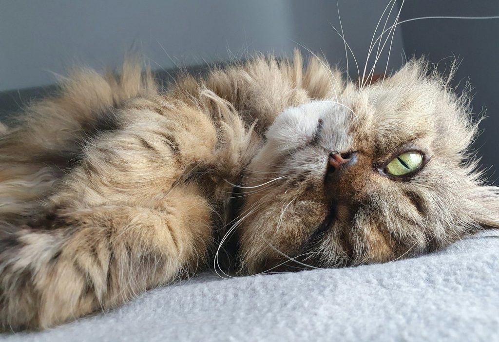 A fluffy cat laying on top of a bed