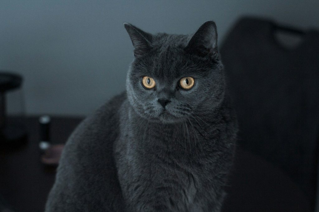 a black cat sitting on top of a wooden table